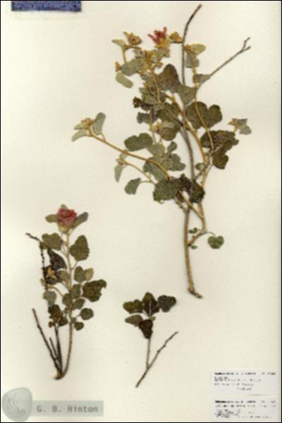 URN_catalog_HBHinton_herbarium_25968.jpg.jpg