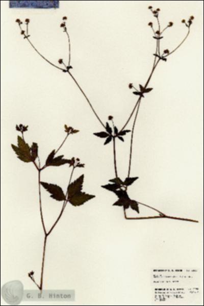 URN_catalog_HBHinton_herbarium_22930.jpg.jpg