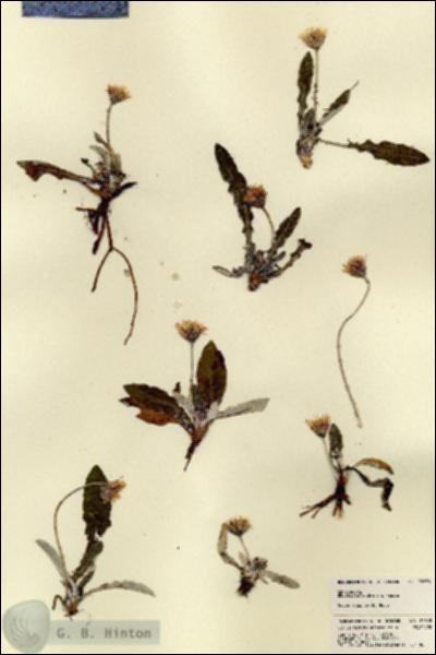 URN_catalog_HBHinton_herbarium_22658.jpg.jpg