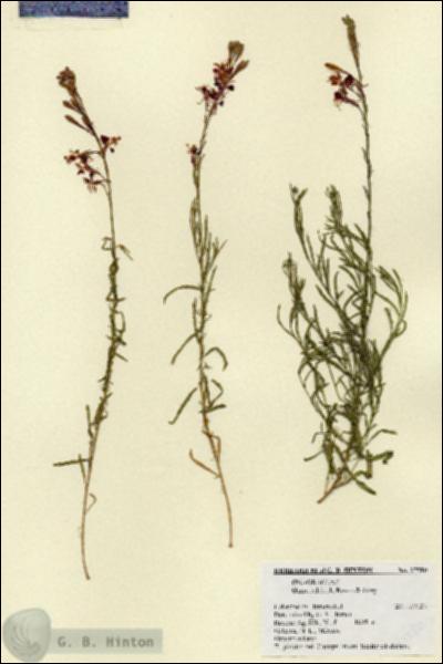 URN_catalog_HBHinton_herbarium_27580.jpg.jpg