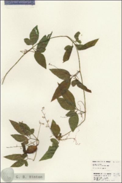 URN_catalog_HBHinton_herbarium_24817.jpg.jpg