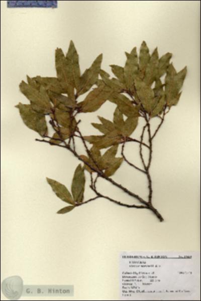 URN_catalog_HBHinton_herbarium_19459.jpg.jpg