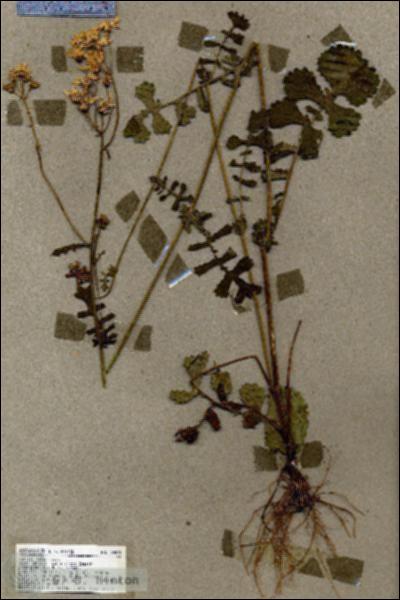 URN_catalog_HBHinton_herbarium_18879.jpg.jpg