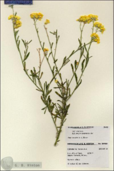 URN_catalog_HBHinton_herbarium_28499.jpg.jpg