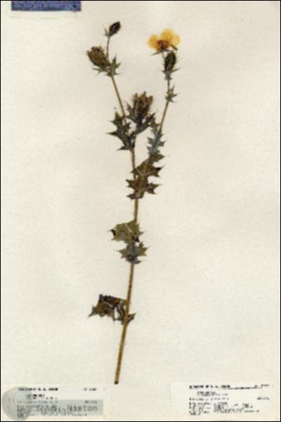 URN_catalog_HBHinton_herbarium_20357.jpg.jpg
