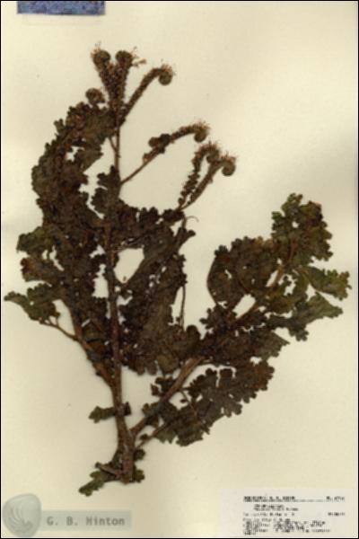 URN_catalog_HBHinton_herbarium_21967.jpg.jpg