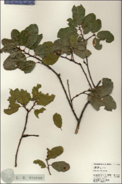 URN_catalog_HBHinton_herbarium_24546.jpg.jpg