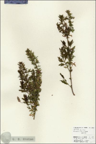 URN_catalog_HBHinton_herbarium_25899.jpg.jpg