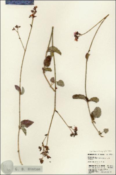 URN_catalog_HBHinton_herbarium_23740.jpg.jpg