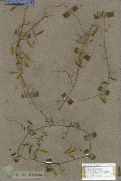 URN_catalog_HBHinton_herbarium_18527.jpg.jpg