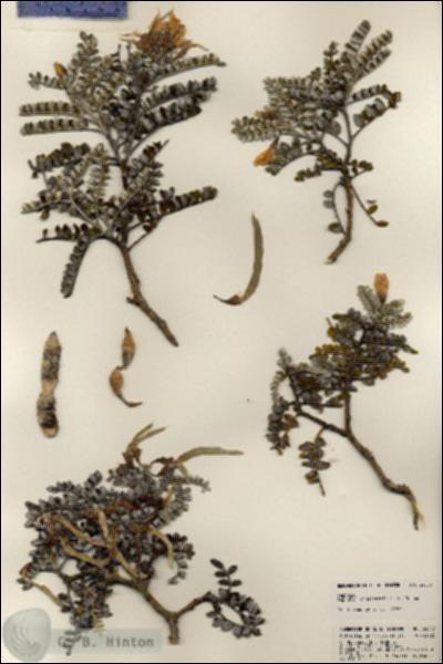 URN_catalog_HBHinton_herbarium_24053.jpg.jpg