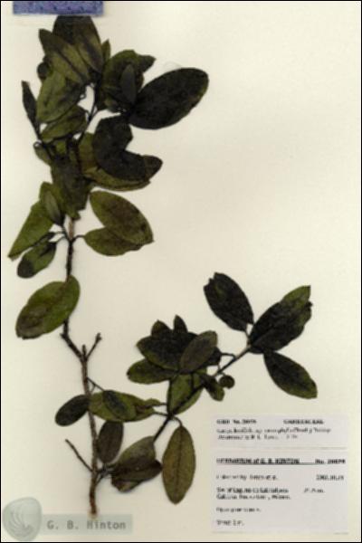 URN_catalog_HBHinton_herbarium_28076.jpg.jpg
