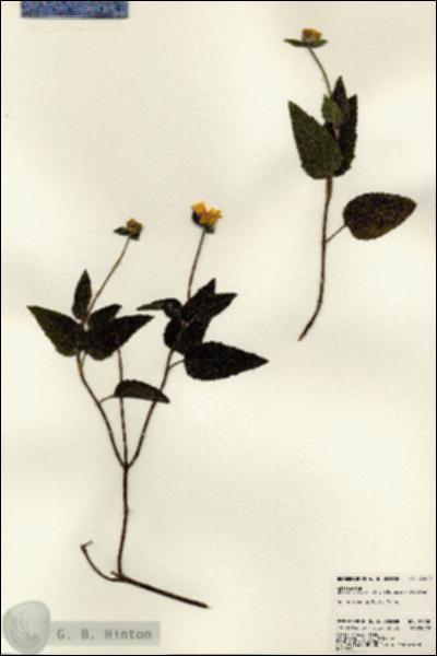 URN_catalog_HBHinton_herbarium_23400.jpg.jpg