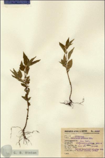 URN_catalog_HBHinton_herbarium_13193.jpg.jpg