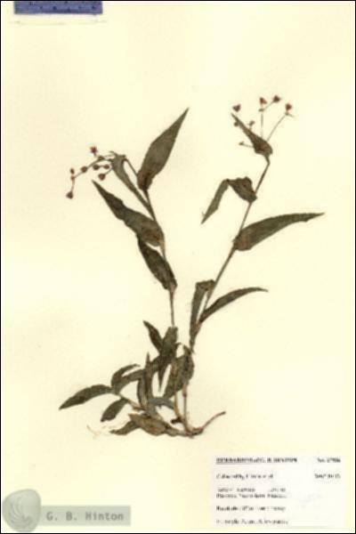 URN_catalog_HBHinton_herbarium_27806.jpg.jpg