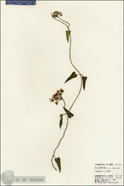 URN_catalog_HBHinton_herbarium_24473.jpg.jpg