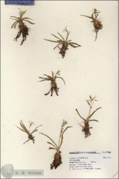URN_catalog_HBHinton_herbarium_27224.jpg.jpg