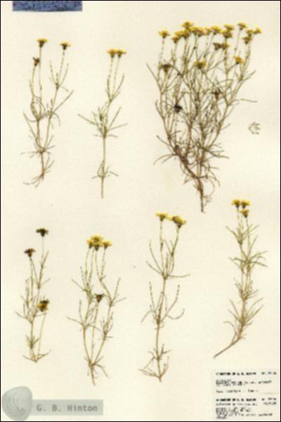 URN_catalog_HBHinton_herbarium_23526.jpg.jpg