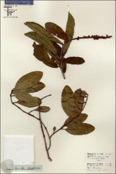 URN_catalog_HBHinton_herbarium_26496.jpg.jpg