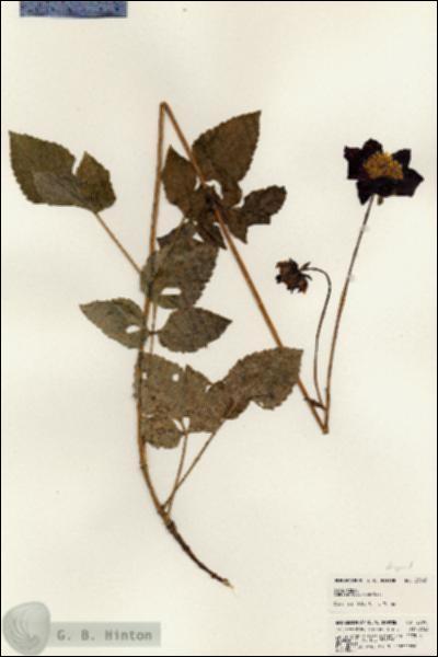 URN_catalog_HBHinton_herbarium_23095.jpg.jpg