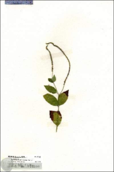 URN_catalog_HBHinton_herbarium_20046.jpg.jpg