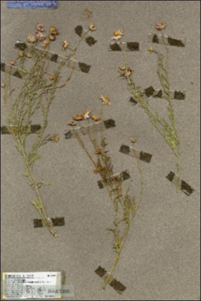 URN_catalog_HBHinton_herbarium_19497.jpg.jpg