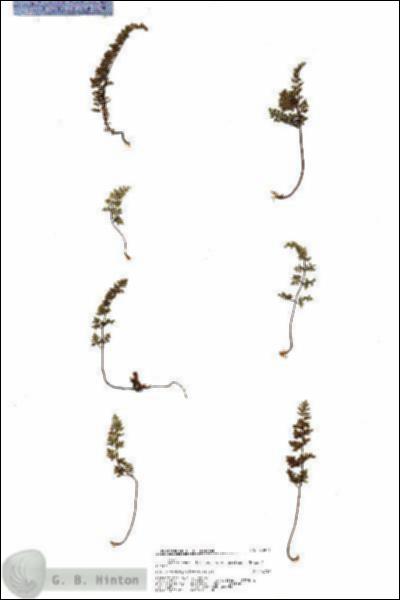 URN_catalog_HBHinton_herbarium_20976.jpg.jpg