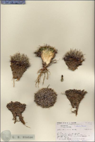 URN_catalog_HBHinton_herbarium_27159.jpg.jpg
