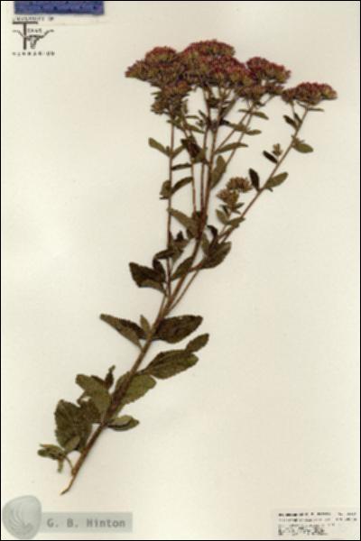 URN_catalog_HBHinton_herbarium_25538.jpg.jpg