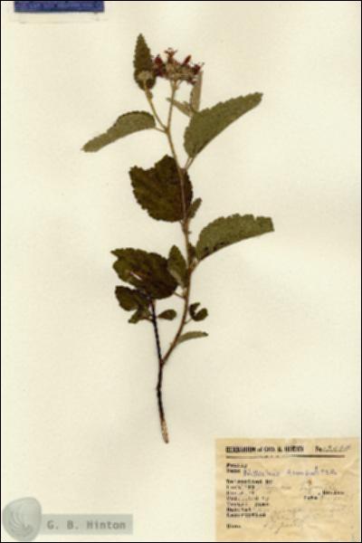 URN_catalog_HBHinton_herbarium_13064.jpg.jpg