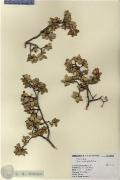 URN_catalog_HBHinton_herbarium_18116.jpg.jpg
