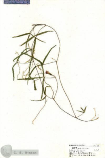 URN_catalog_HBHinton_herbarium_21040.jpg.jpg
