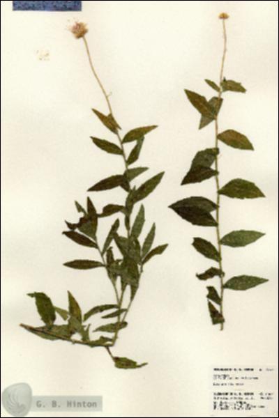 URN_catalog_HBHinton_herbarium_24607.jpg.jpg