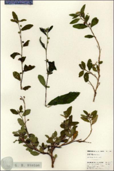 URN_catalog_HBHinton_herbarium_24839.jpg.jpg