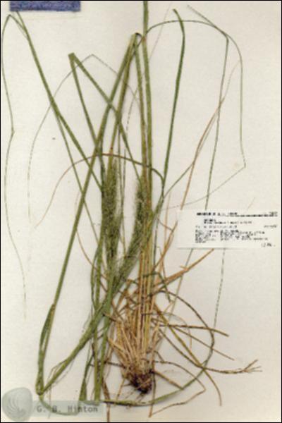 URN_catalog_HBHinton_herbarium_20982.jpg.jpg