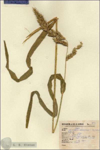 URN_catalog_HBHinton_herbarium_4345.jpg.jpg