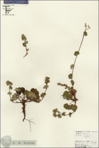 URN_catalog_HBHinton_herbarium_26548.jpg.jpg