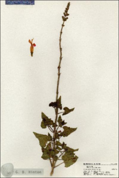 URN_catalog_HBHinton_herbarium_20384.jpg.jpg