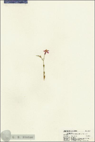 URN_catalog_HBHinton_herbarium_21737.jpg.jpg
