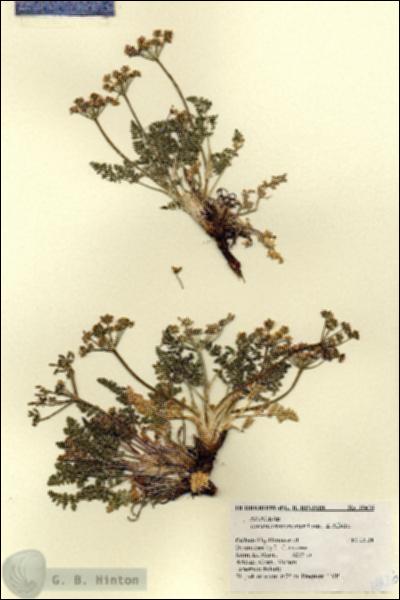 URN_catalog_HBHinton_herbarium_18426.jpg.jpg