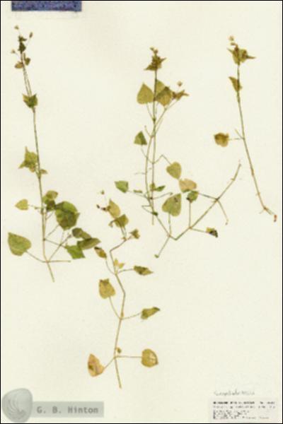URN_catalog_HBHinton_herbarium_25019.jpg.jpg