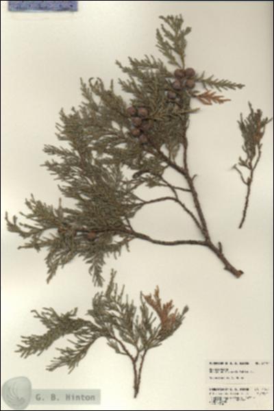 URN_catalog_HBHinton_herbarium_21194.jpg.jpg