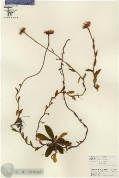 URN_catalog_HBHinton_herbarium_26212.jpg.jpg