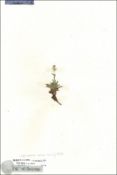 URN_catalog_HBHinton_herbarium_20009.jpg.jpg