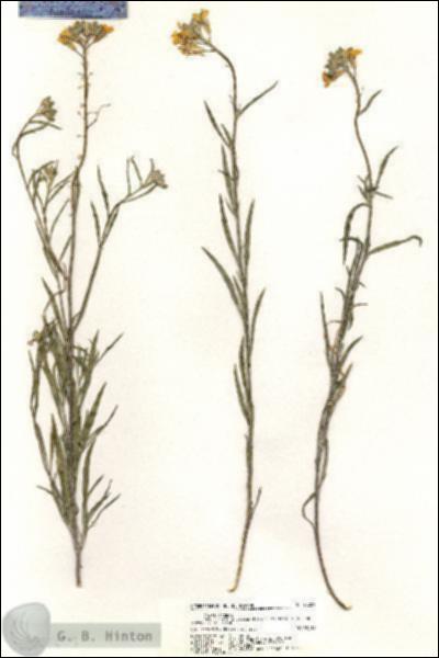 URN_catalog_HBHinton_herbarium_20259.jpg.jpg