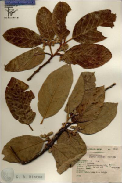 URN_catalog_HBHinton_herbarium_7605.jpg.jpg
