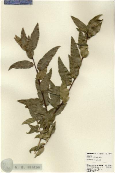 URN_catalog_HBHinton_herbarium_22835.jpg.jpg