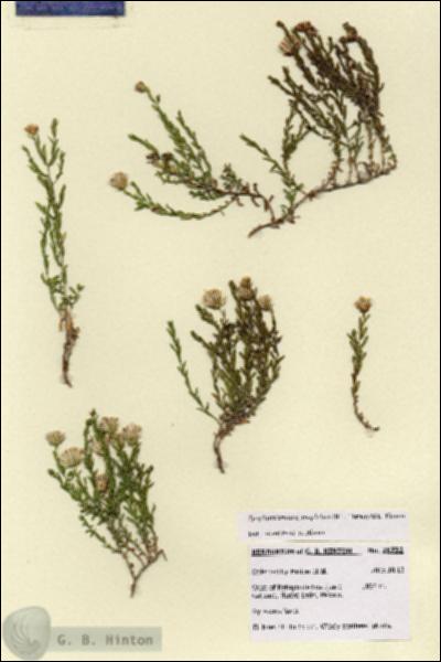 URN_catalog_HBHinton_herbarium_28732.jpg.jpg