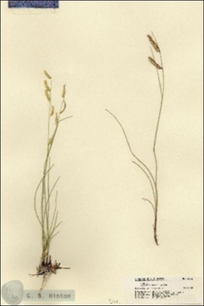 URN_catalog_HBHinton_herbarium_21532.jpg.jpg