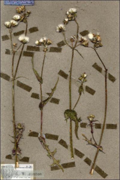 URN_catalog_HBHinton_herbarium_19483.jpg.jpg